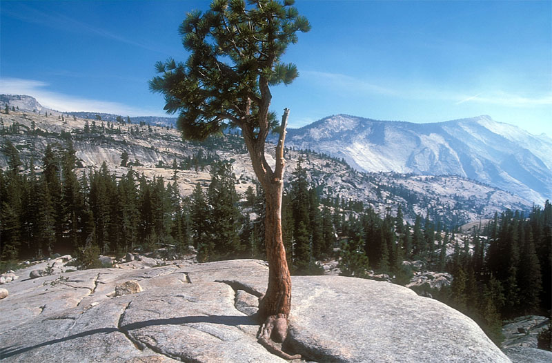 Tuolumne Meadows