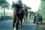 Elephant/india001.jpg