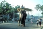 Elephant/india003.jpg